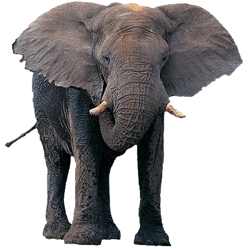 animal elephant mammal