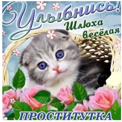 kitten small to medium-sized cats flower