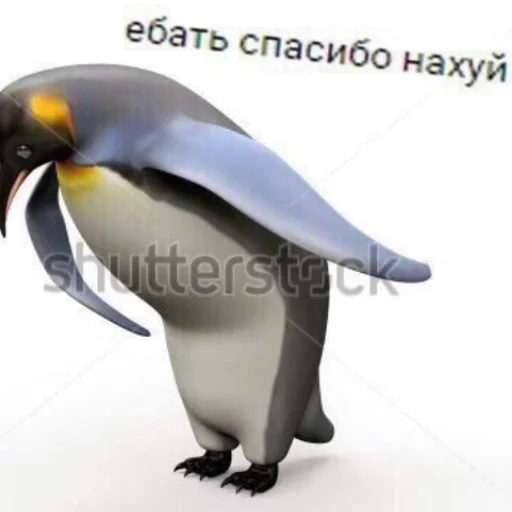 animal penguin aquatic bird