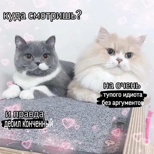 cat mammal domestic cat