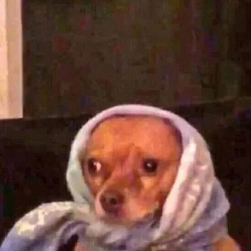 комнатный Человек животное