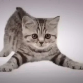 Стикер ̣̇.ෆ˟̑*̑𝖾𝗅𝗂𝗌𝖾˚̑*̑˟̑ෆ.₊̣̇. @flwuers - 10