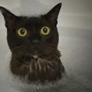 Стикер ̣̇.ෆ˟̑*̑𝖾𝗅𝗂𝗌𝖾˚̑*̑˟̑ෆ.₊̣̇. @flwuers - 4