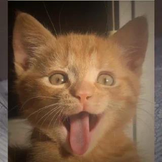 Стикер ̣̇.ෆ˟̑*̑𝖾𝗅𝗂𝗌𝖾˚̑*̑˟̑ෆ.₊̣̇. @flwuers - 11