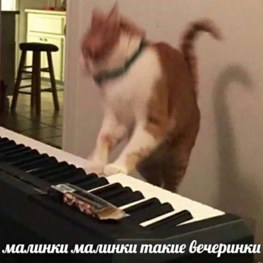 piano musical keyboard cat