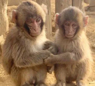 Стикер Mono 2 - 5