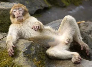 Стикер Mono 2 - 0