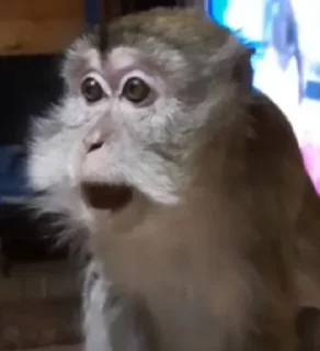 Стикер Mono 2 - 1