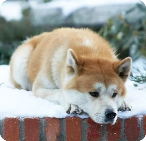 Стикер elpegatinasspectacularrrr - 1