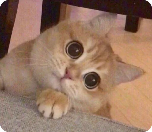 Стикер elpegatinasspectacularrrr - 1