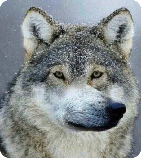 Стикер el paquete de pegatinas spectacularrrr - 3