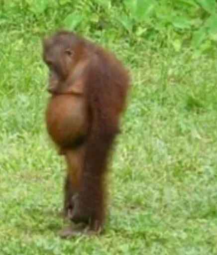 animal mammal outdoor