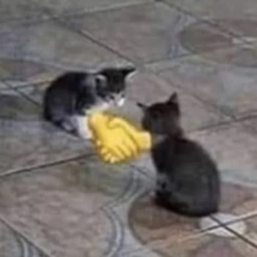 млекопитающее домашняя кошка животное