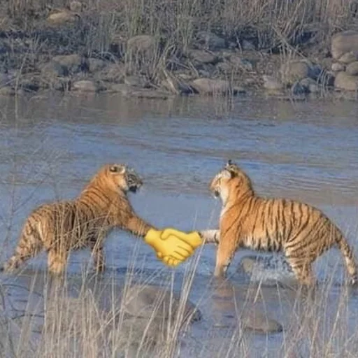 большая кошка животное млекопитающее