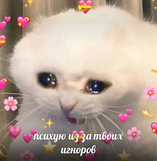 млекопитающее животное кошка