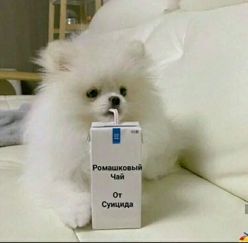 животное домашнее животное собака