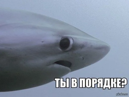 животное акула мягкоплавниковая рыба