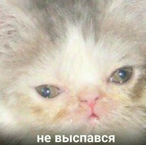 млекопитающее животное кошка