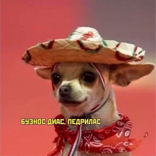 СМС порода собак домашнее животное