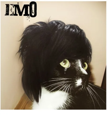 mammal animal felidae