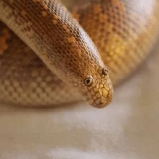 Sticker грустный серпентарий - 1