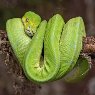 Sticker грустный серпентарий - 8