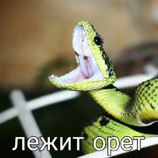 Sticker грустный серпентарий - 0