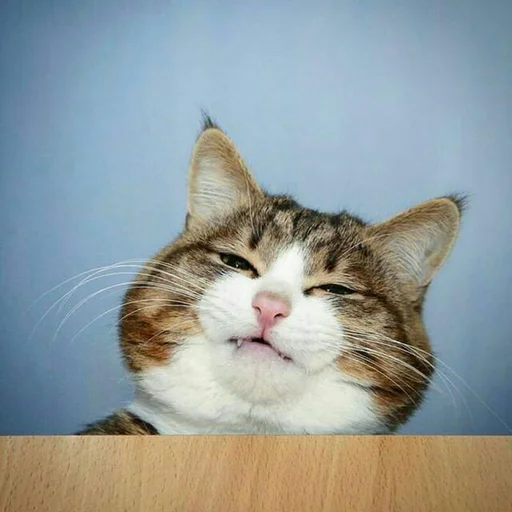 Sticker Эмоциональный кот - 11