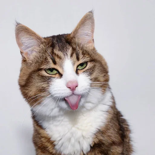 Sticker Эмоциональный кот - 8