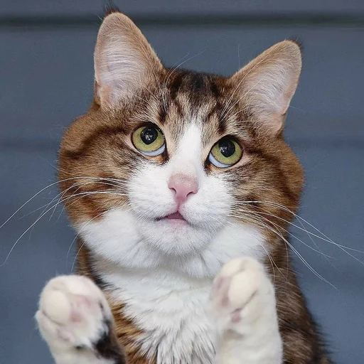 Sticker Эмоциональный кот - 7