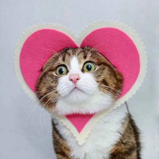 Sticker Эмоциональный кот - 5