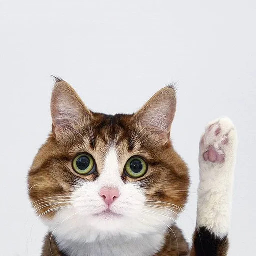 Sticker Эмоциональный кот - 2