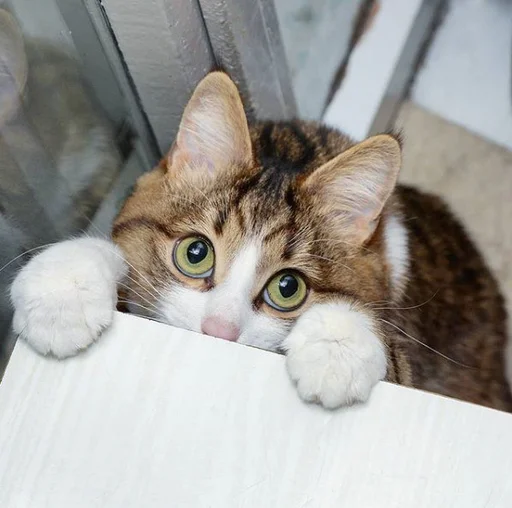 Sticker Эмоциональный кот - 0