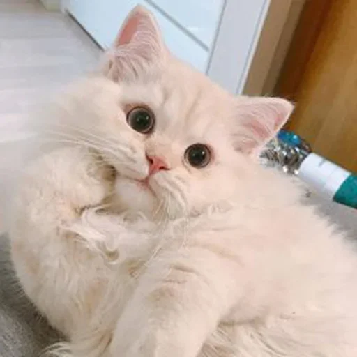 Дарьюшкины эмоции - 