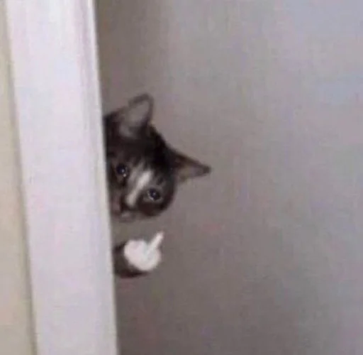 indoor wall small to medium-sized cats