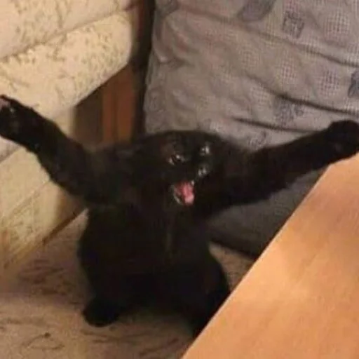 animal mammal small to medium-sized cats