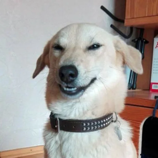 домашнее животное порода собак животное