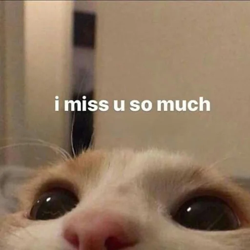 млекопитающее животное кошка