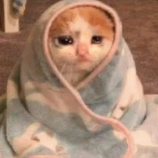 кошка комнатный животное