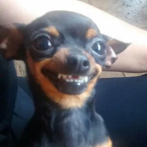 порода собак животное млекопитающее