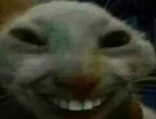 млекопитающее животное кошки малого и среднего размера