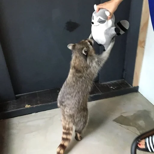 животное енот млекопитающее