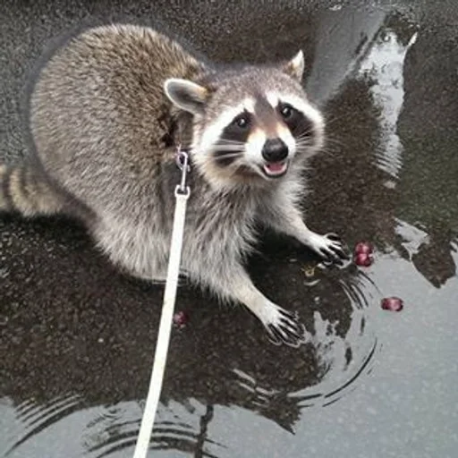 animal raccoon mammal