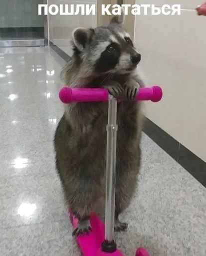 енот животное млекопитающее