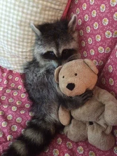 комнатный животное фаршированный