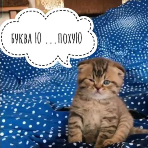 кошка животное млекопитающее