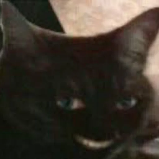 млекопитающее животное кошка