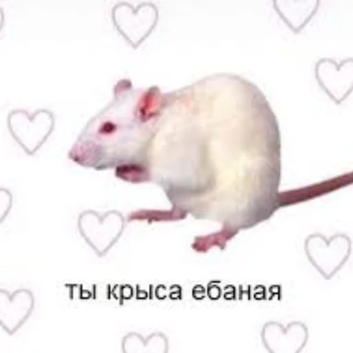 млекопитающее животное крыса