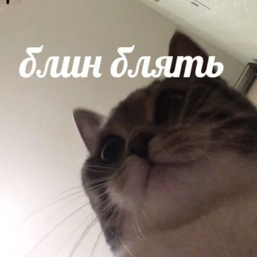 mammal animal domestic cat