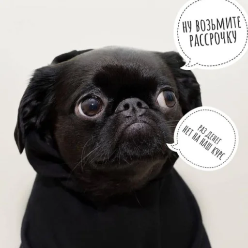 animal dog breed pet